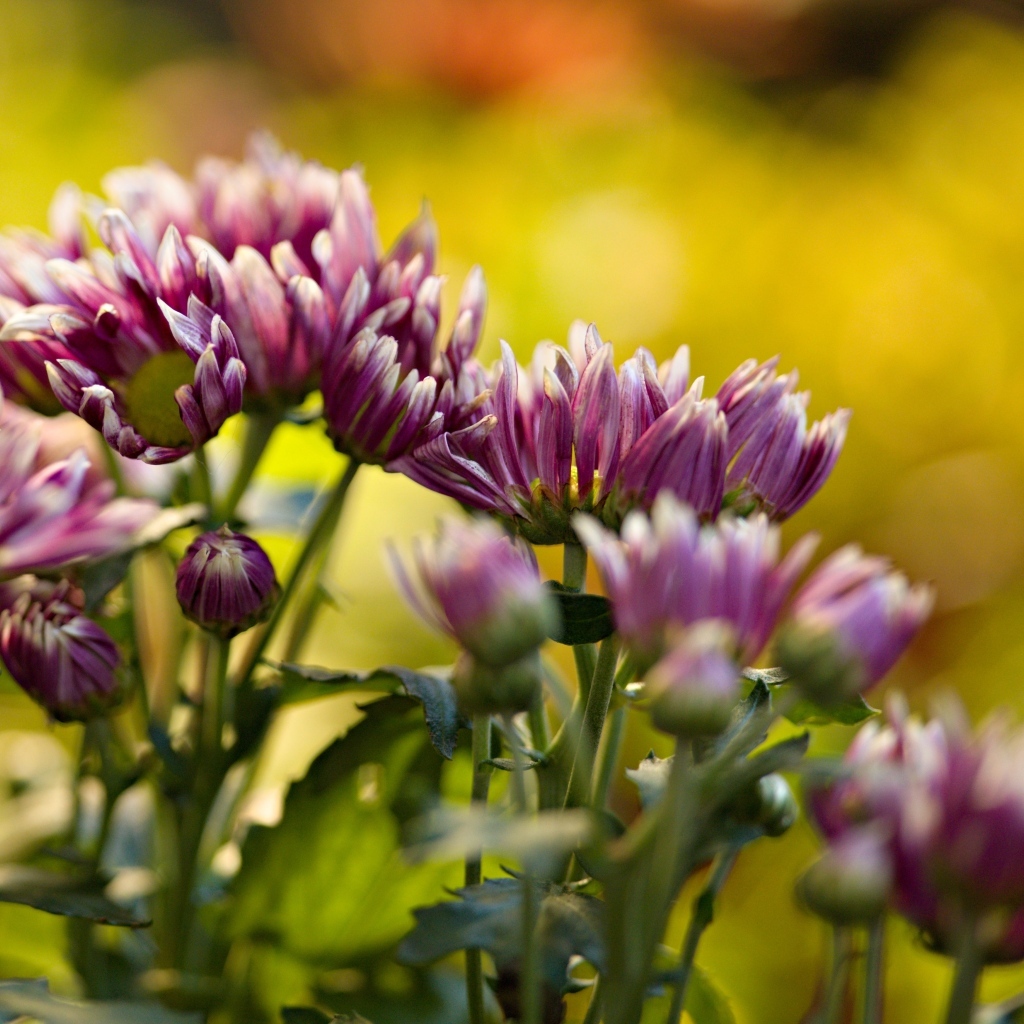 Розовые распускающиеся хризантемы на клумбе