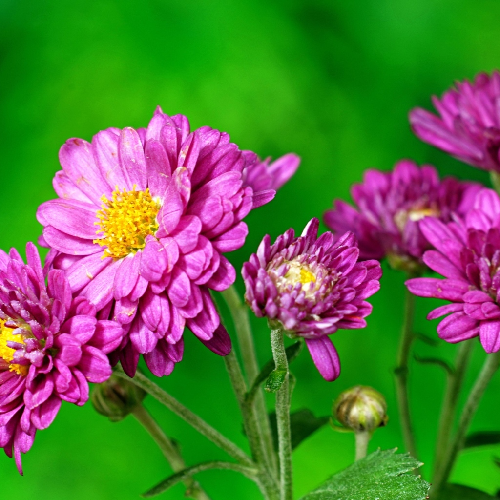 Розовые  хризантемы на зеленом фоне