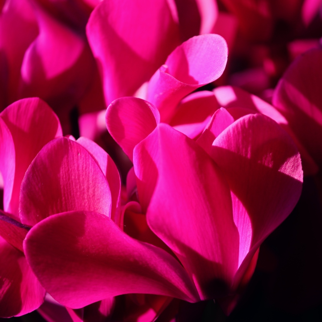 Розовые цветы цикламена крупным планом