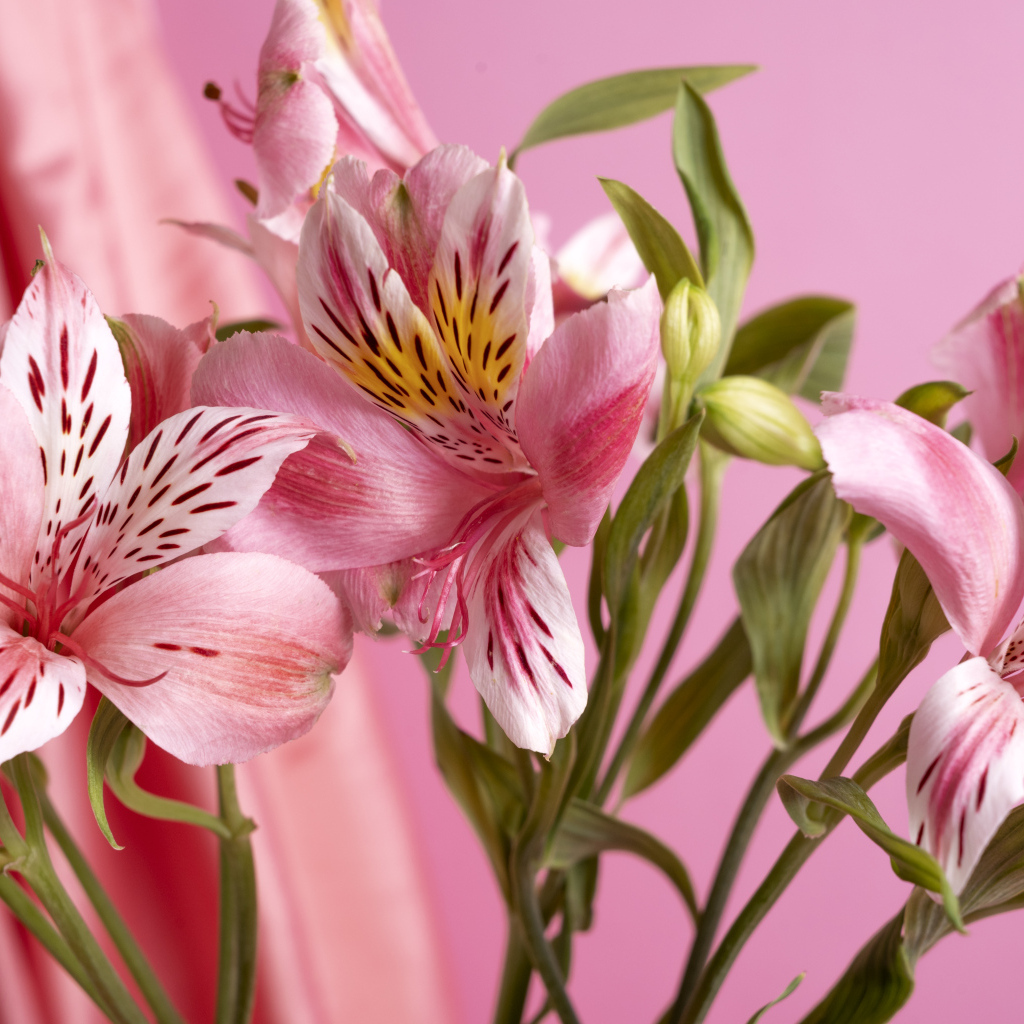 Розовые нежные цветы альстромерия крупным планом