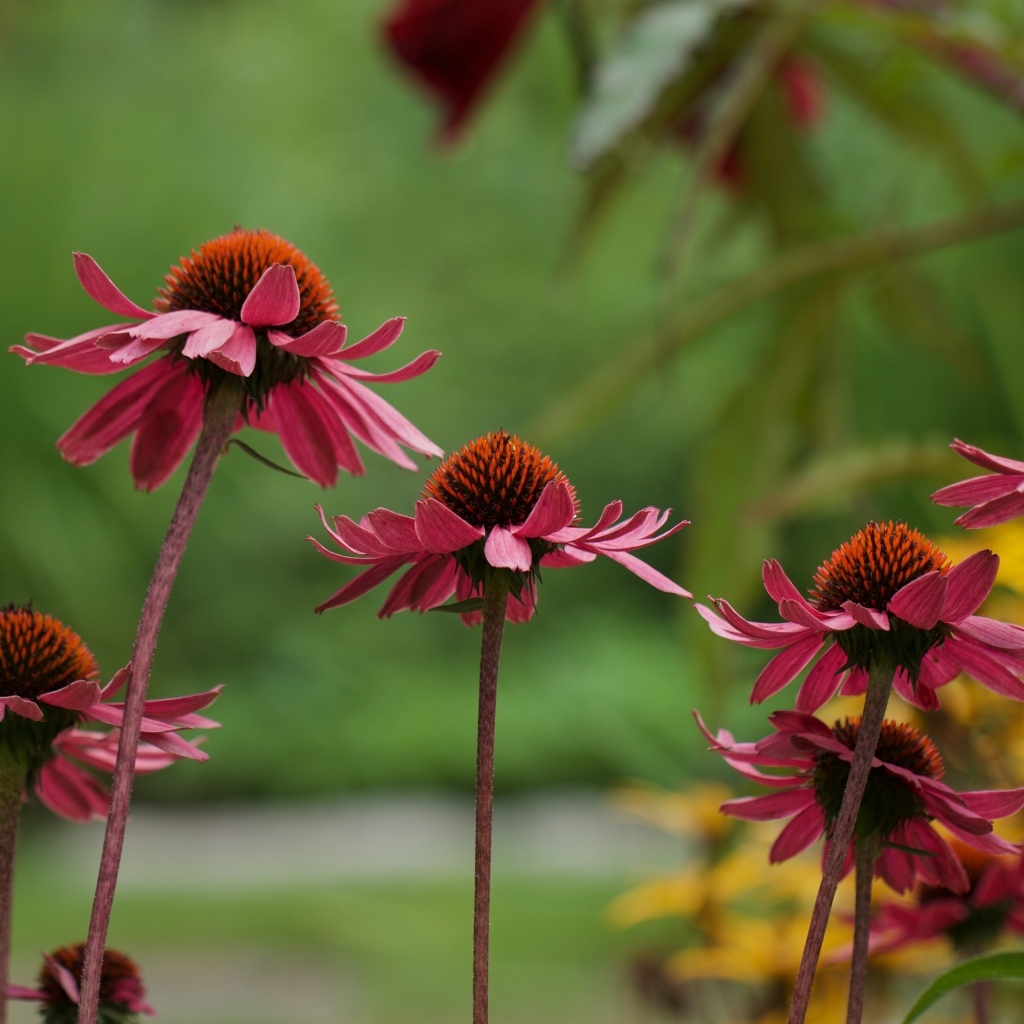 Розовые цветы эхинацея на клумбе