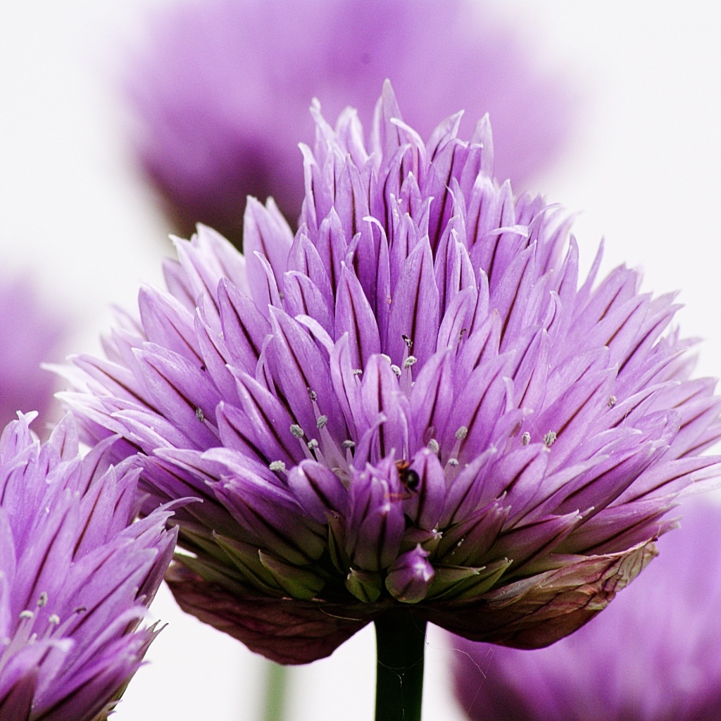 Розовые цветы декоративного лука крупным планом