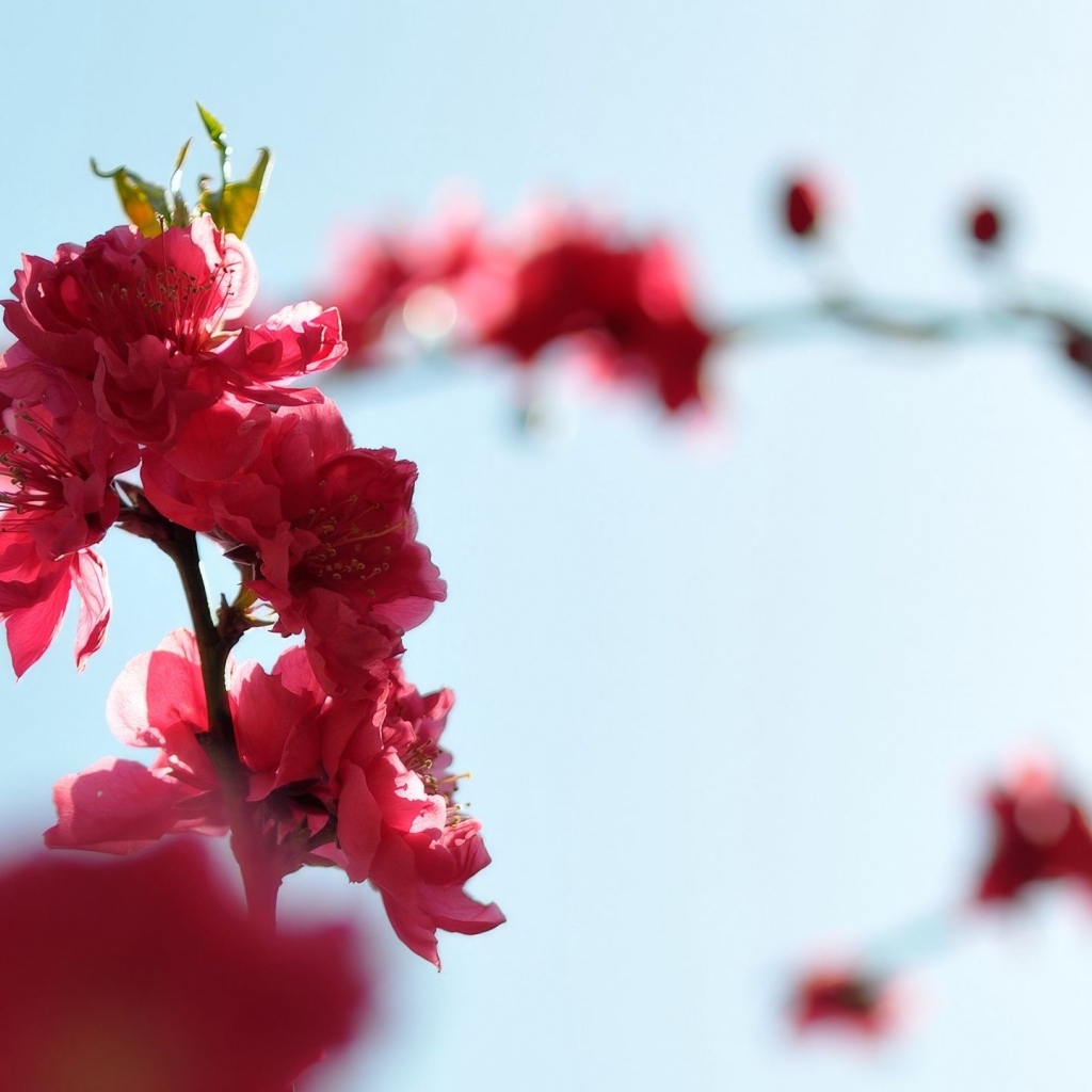 Розовые цветы на ветке на фоне голубого неба весной