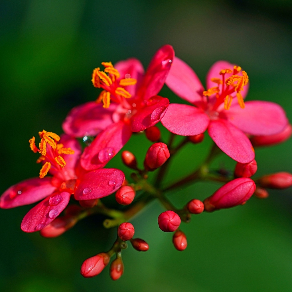 Розовые цветы на ветке на зеленом фоне