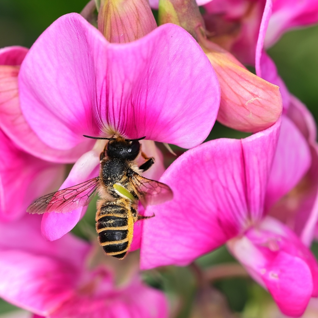 Розовые цветы с пчелой крупным планом