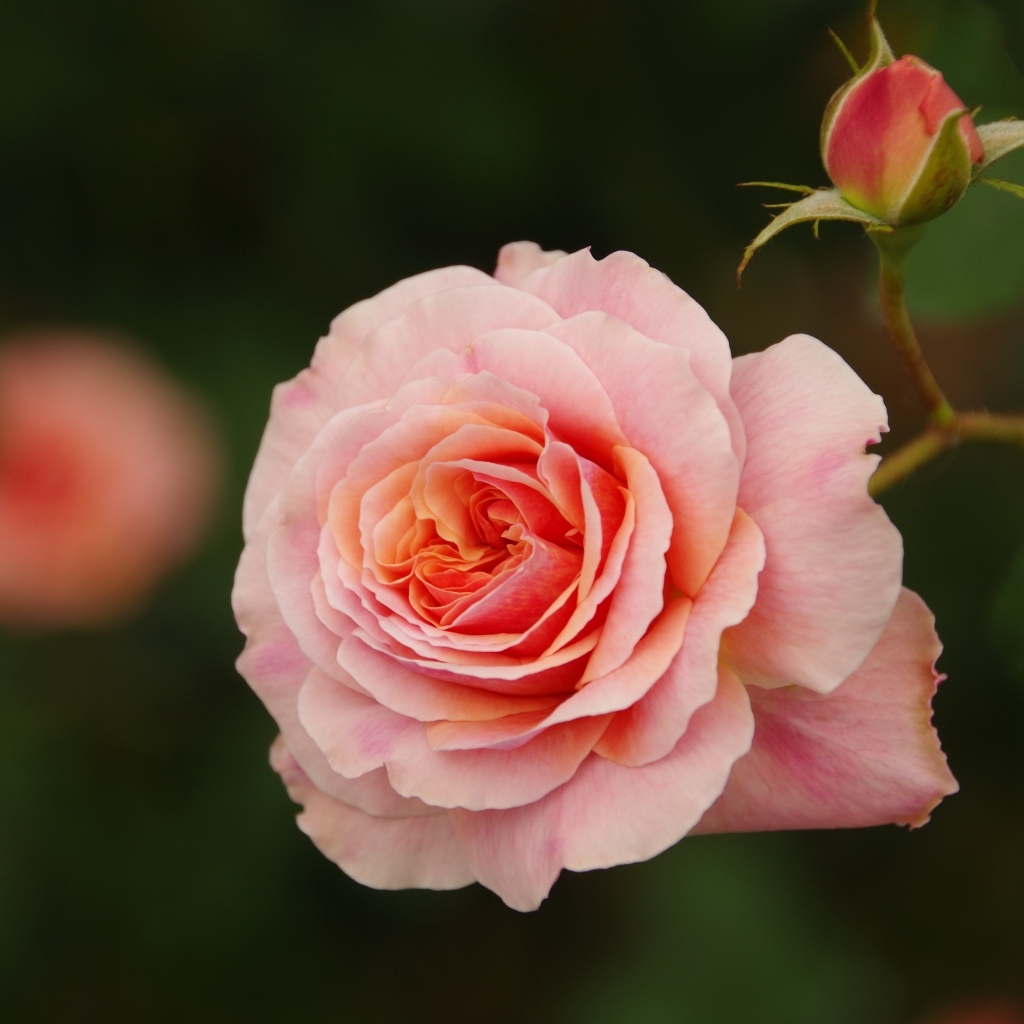 Розовая ароматная роза с бутоном 