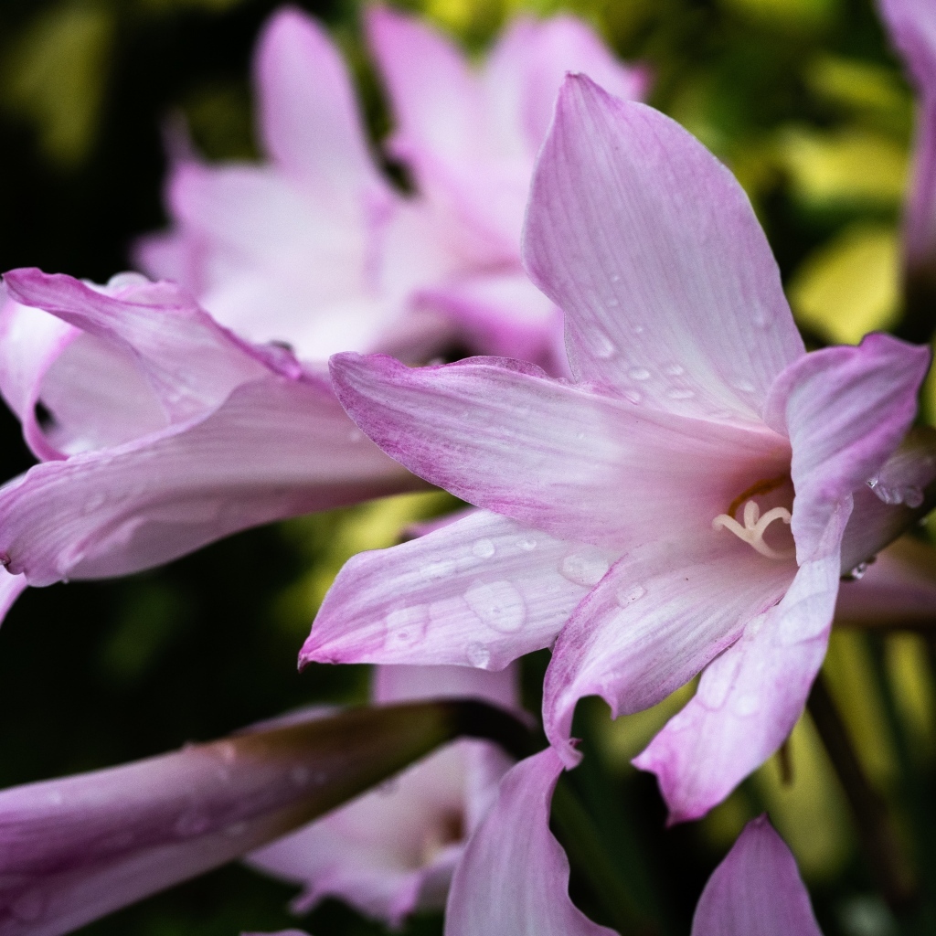 Розовые садовые лилии в каплях росы крупным планом