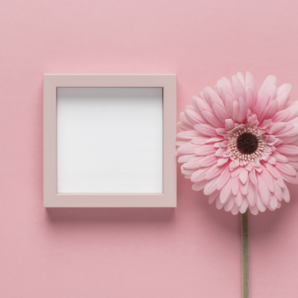 Розовая гербера с рамкой на розовом фоне, шаблон для открытки