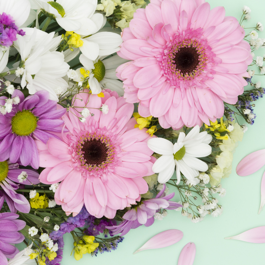 Розовые герберы и цветы хризантемы на голубом фоне