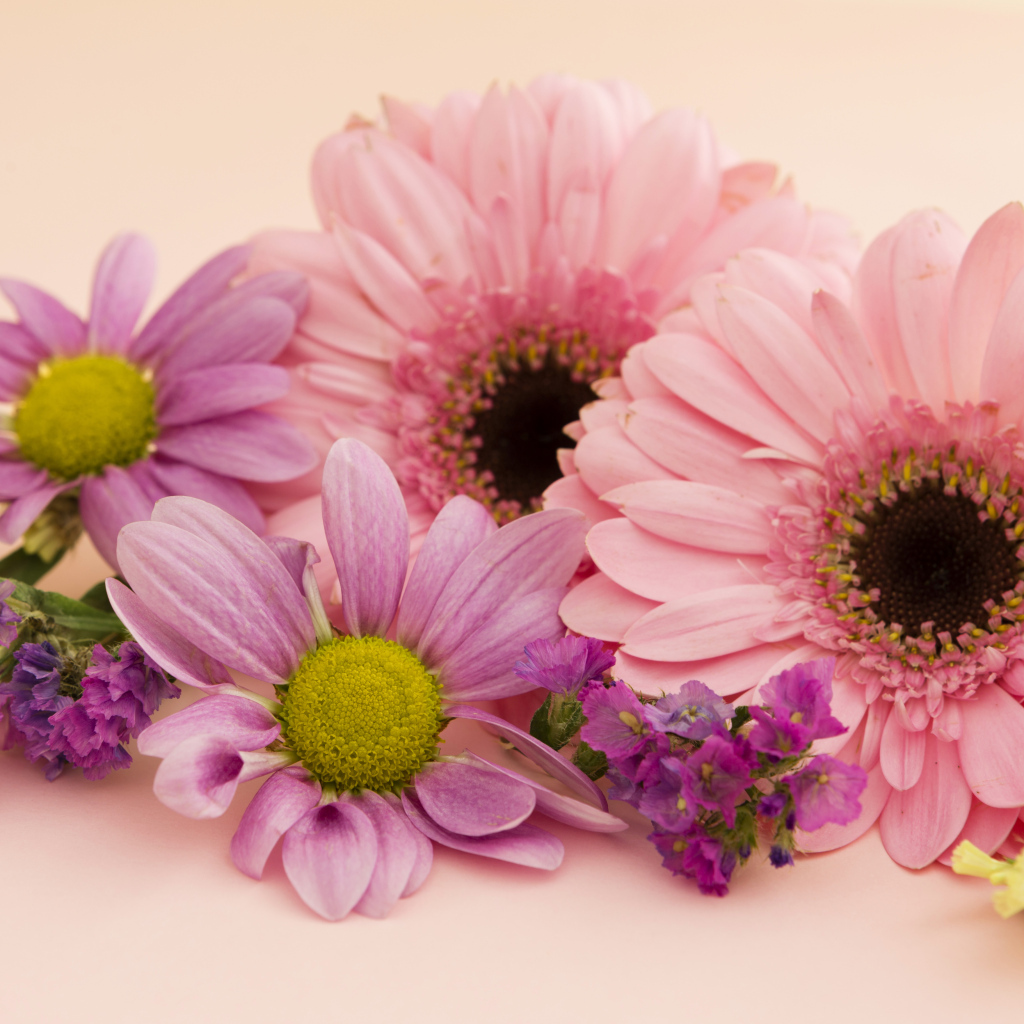 Розовые герберы и хризантемы крупным планом