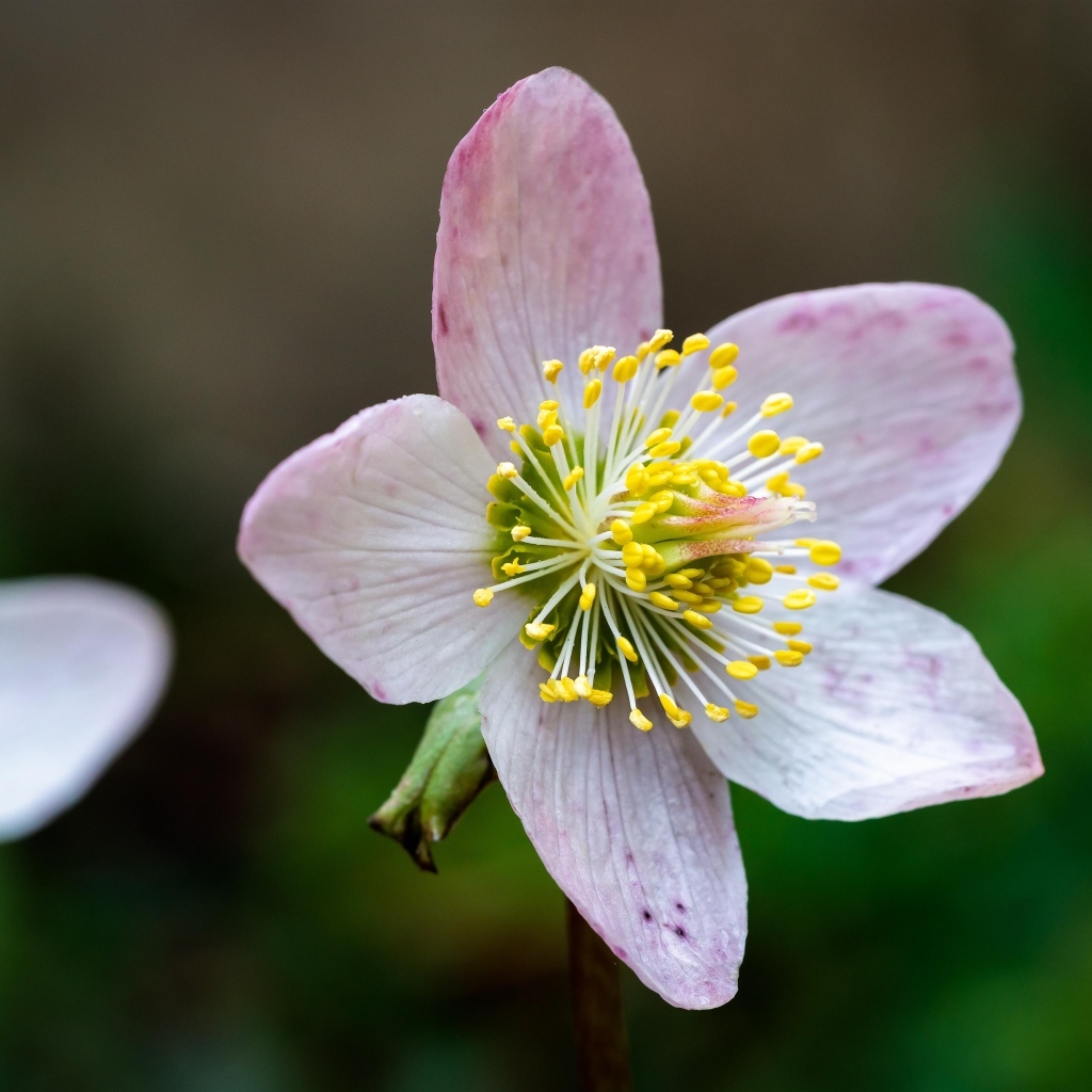 Розовый цветок морозник крупным планом