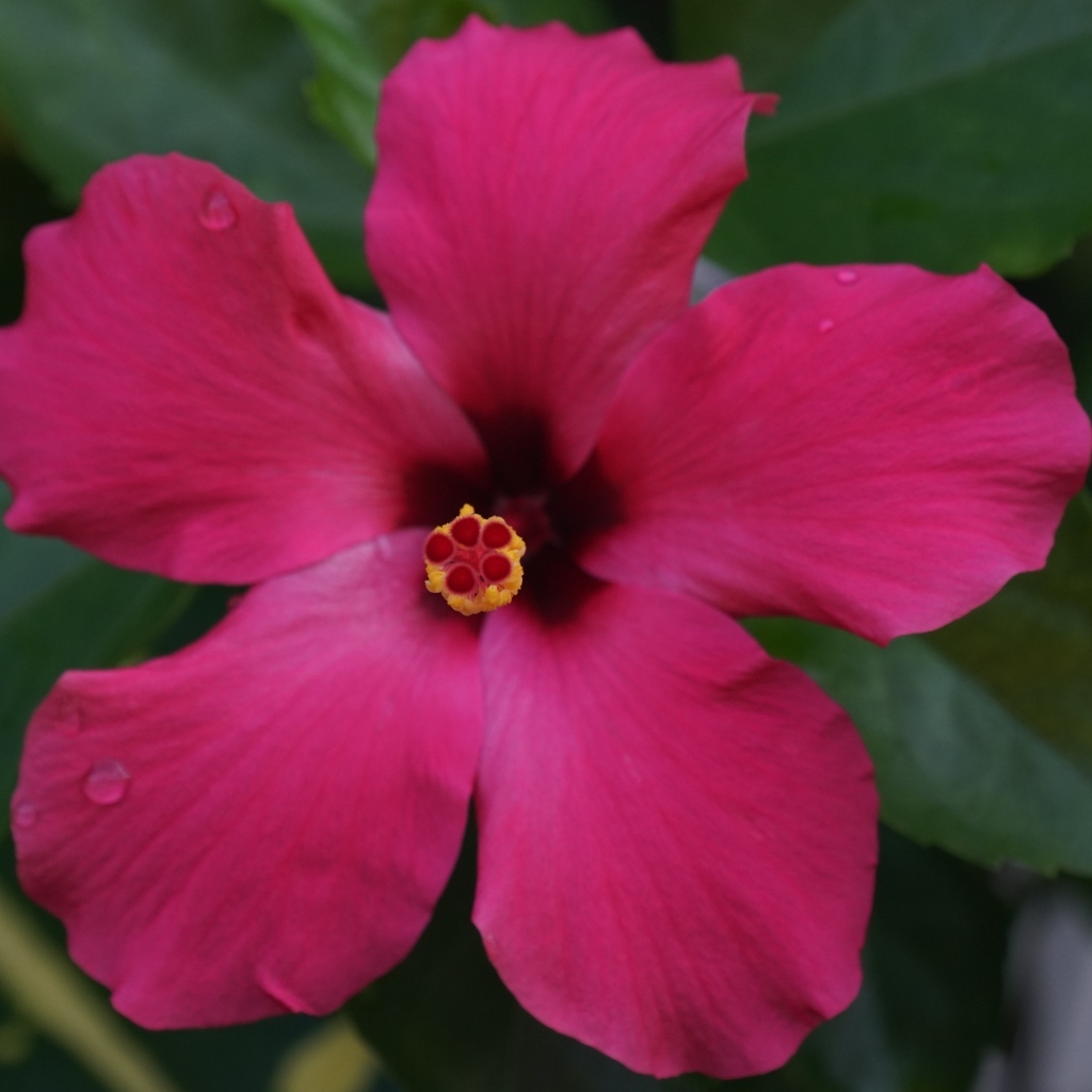 Розовый гибискус вид сверху