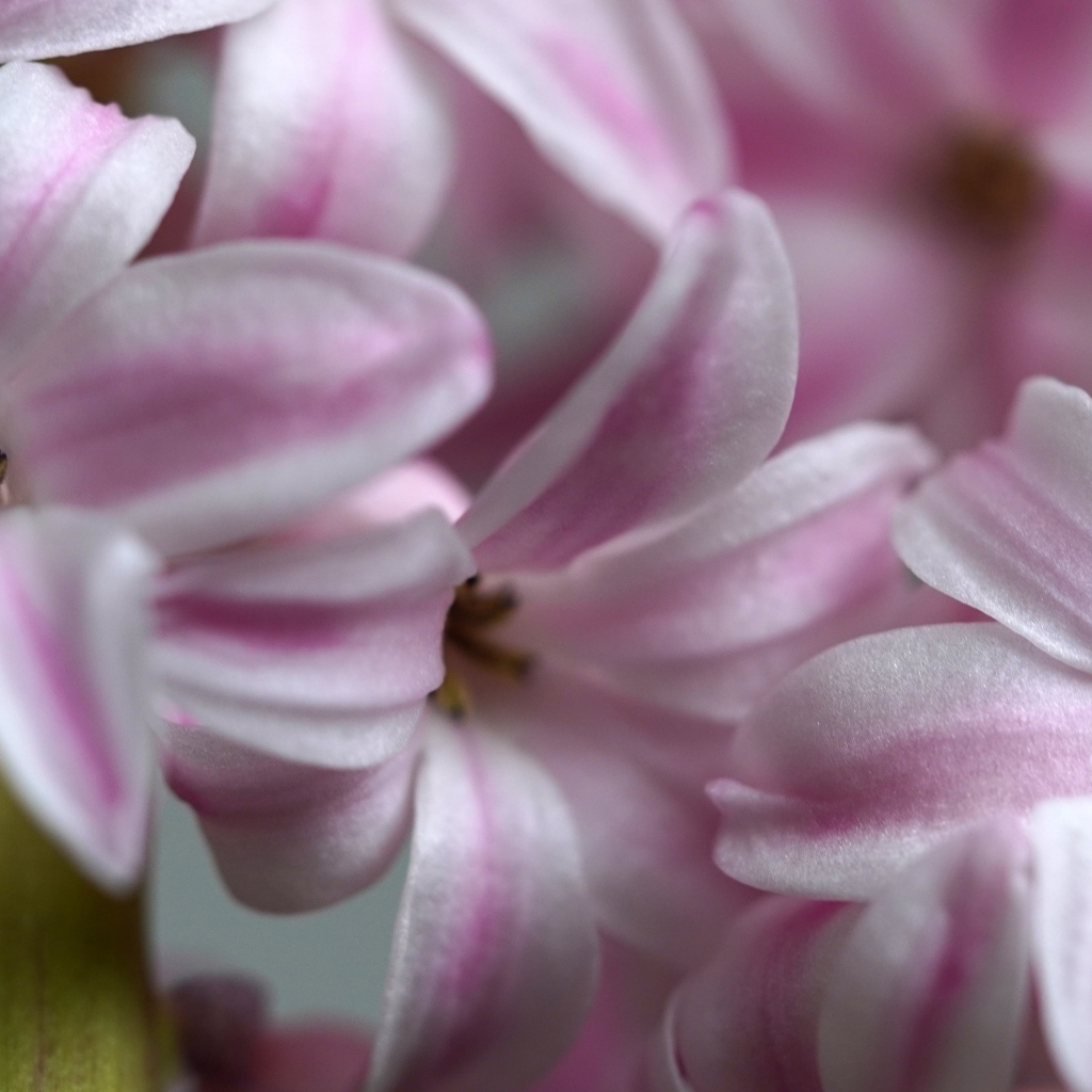 Розовые цветы гиацинта крупным планом