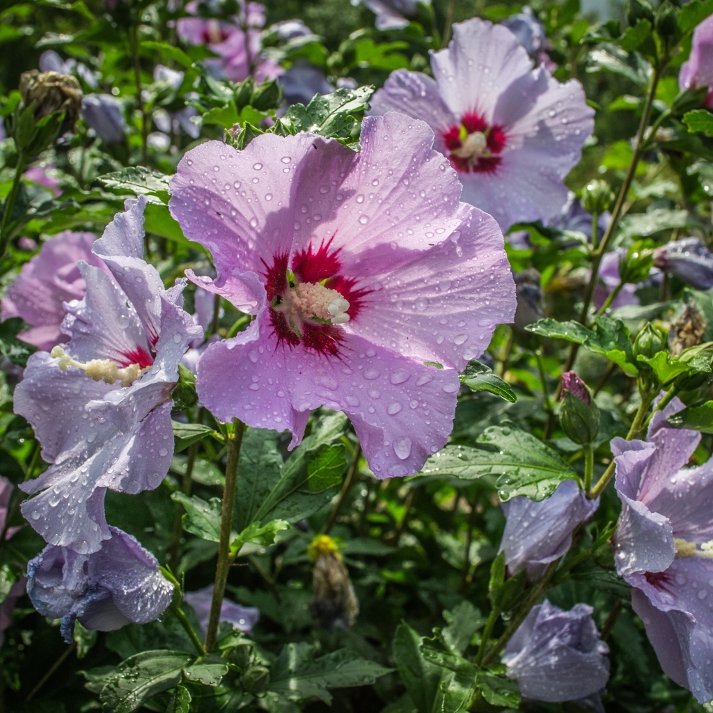 Розовые цветы лаватера в каплях воды