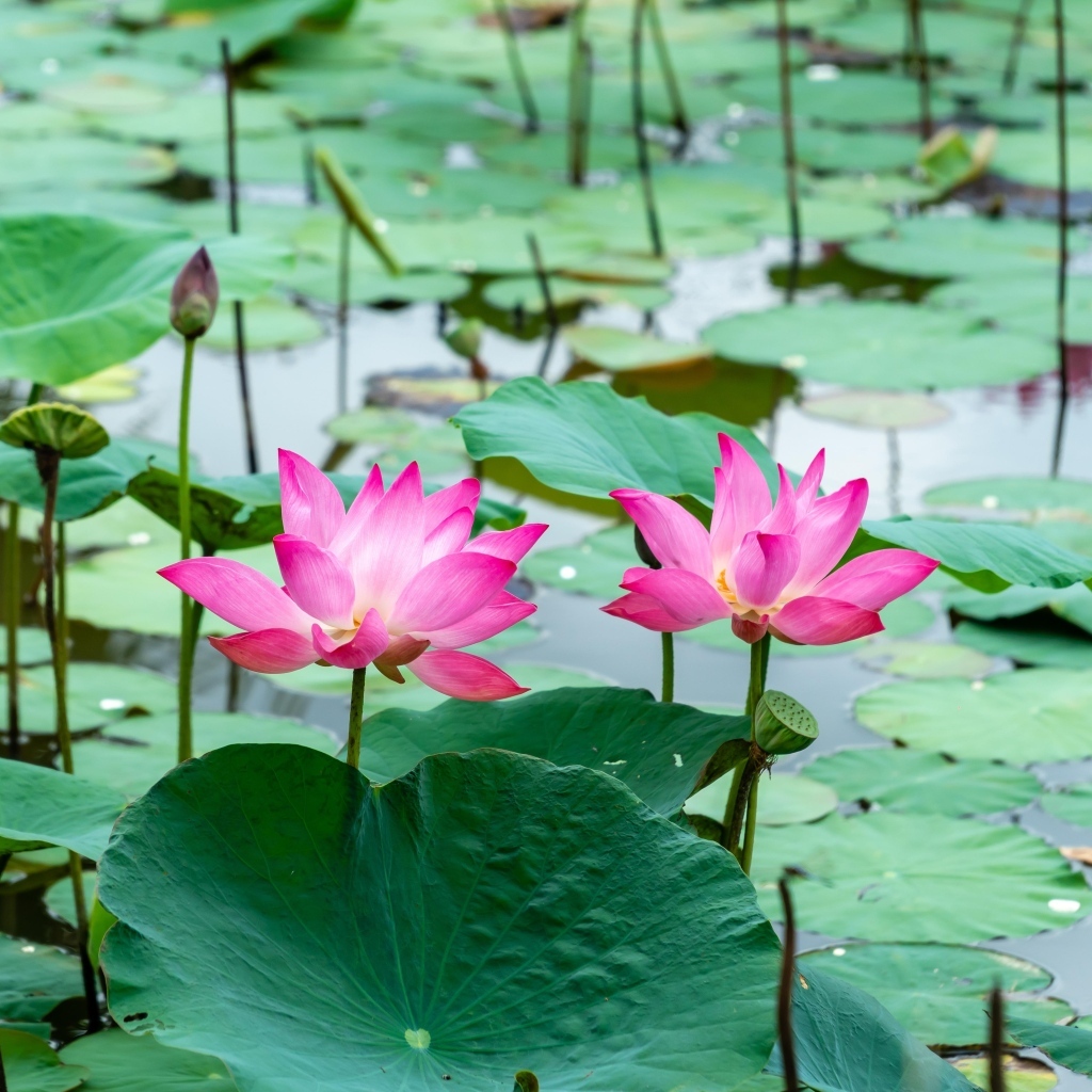 Розовые лотосы с большими зелеными листьями в воде
