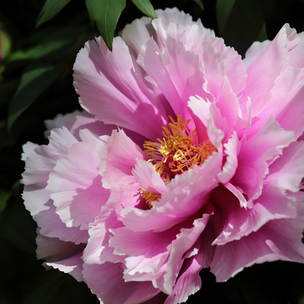 Розовый пышный садовый пион крупным планом