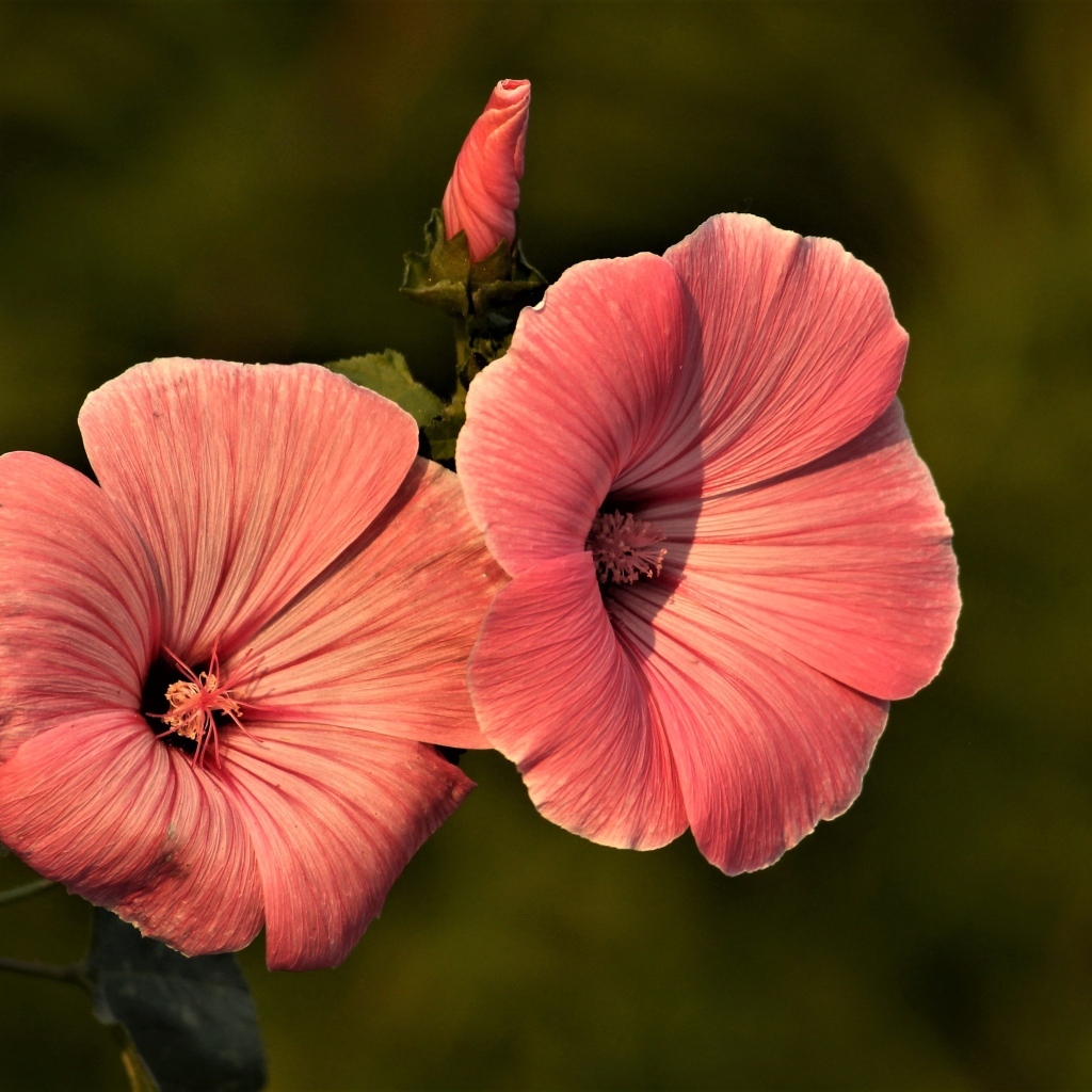 Розовые мальвы в лучах солнца