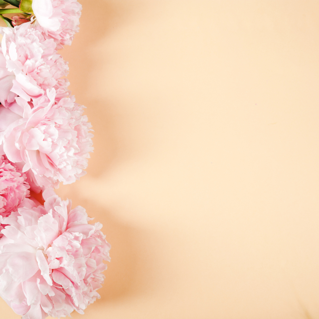 Розовые пионы на бежевом фоне,  шаблон 