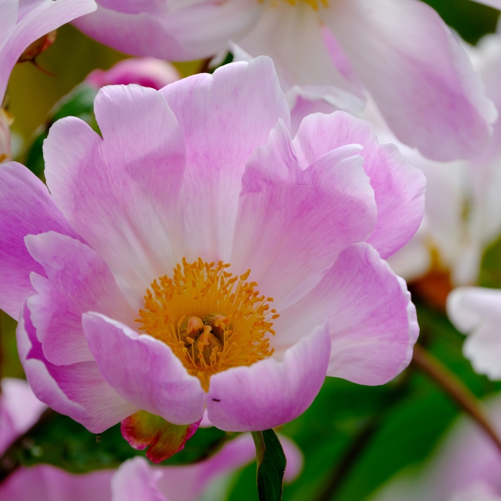 Розовые пионы с оранжевой серединой