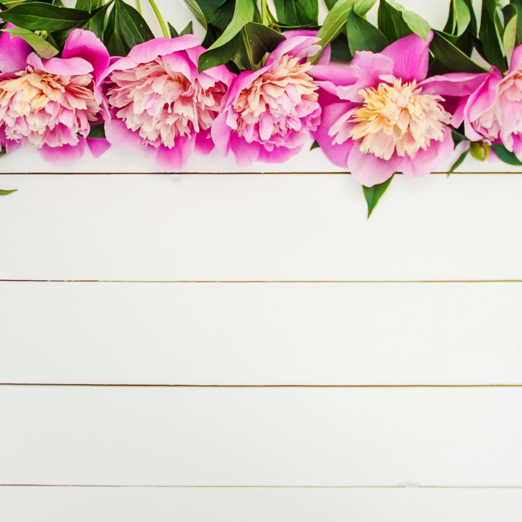 Розовые цветы пиона на белом деревянном фоне