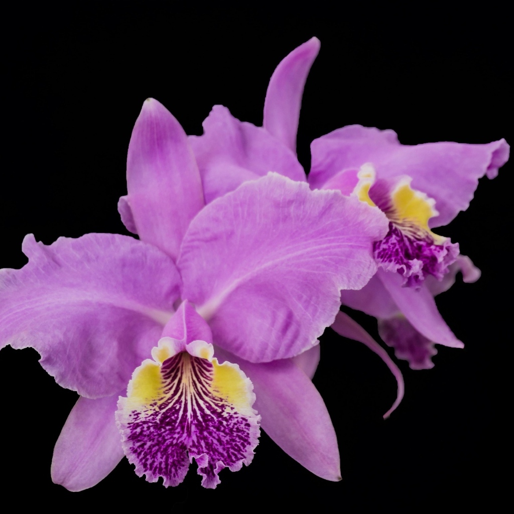 Розовые сорванные цветы орхидеи на черном фоне