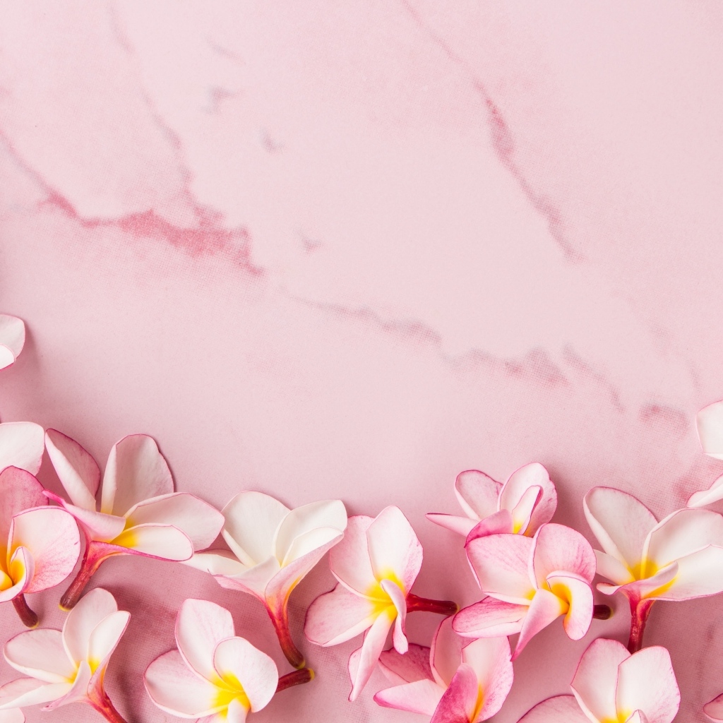 Розовые цветы плюмерии на розовом фоне