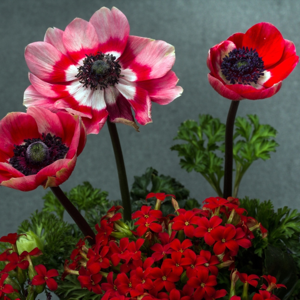 Розовые маки с цветами герани