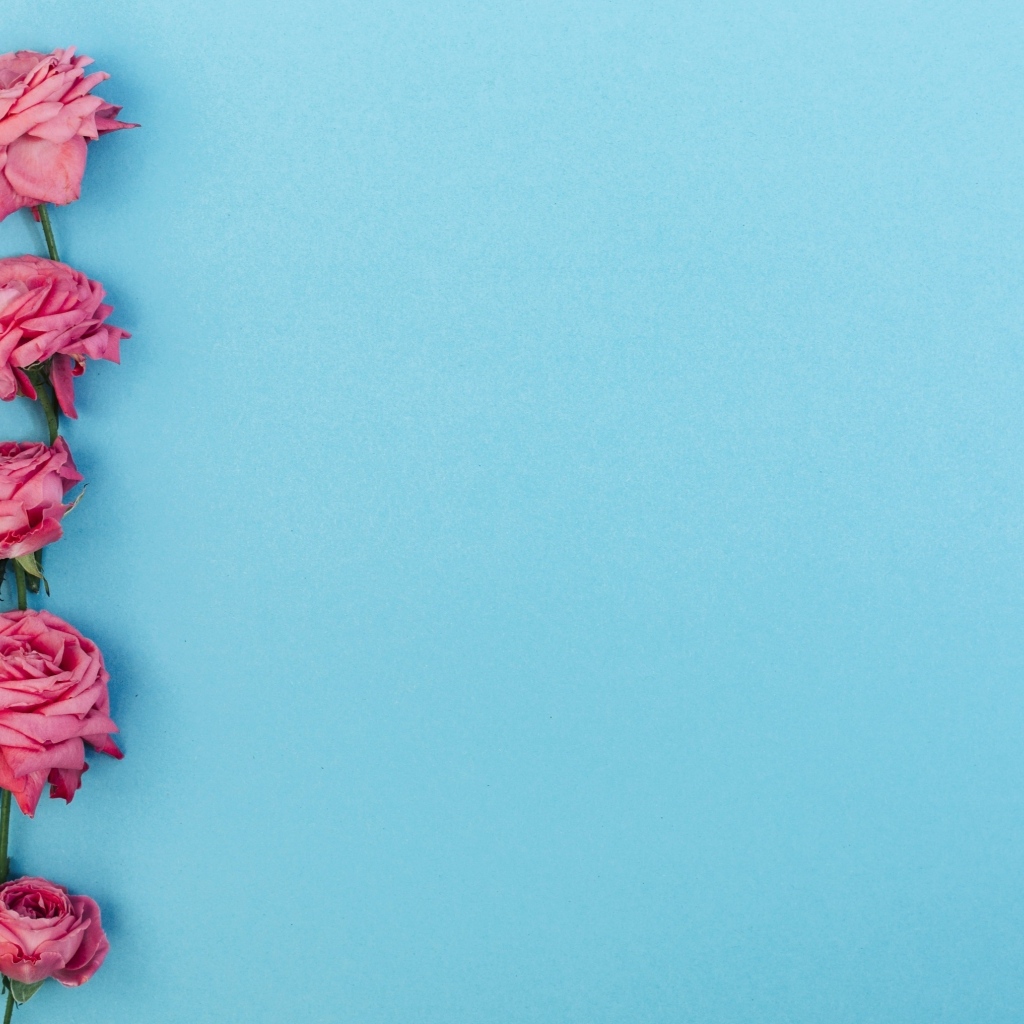 Розовые цветы розы на голубом фоне