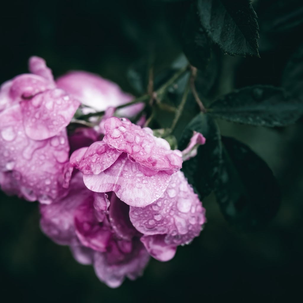 Розовая роза в каплях росы крупным планом