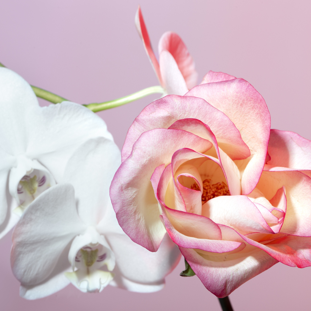 Розовая роза с белыми цветы орхидеи на розовом фоне