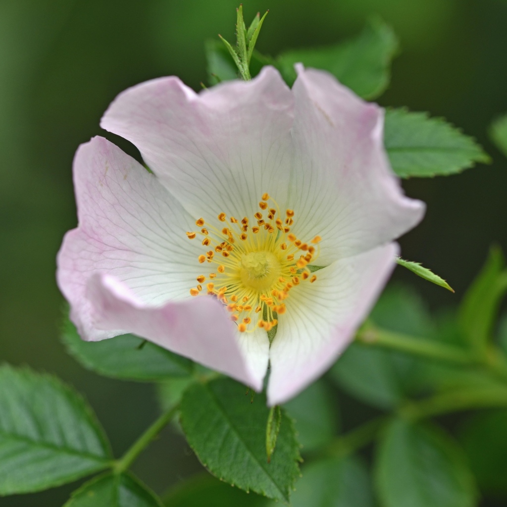 Розовый цветок шиповника с зелеными листьями крупным планом