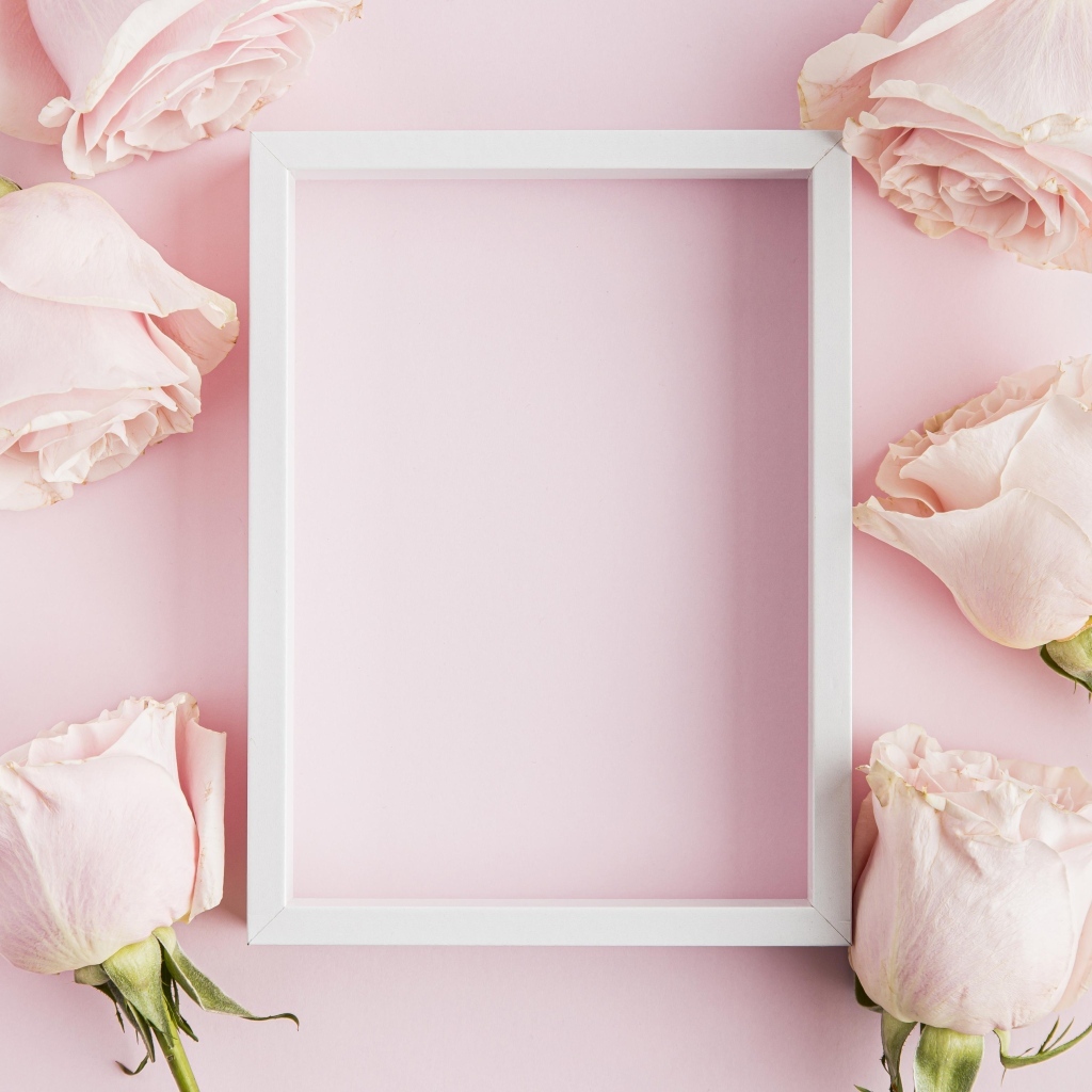 Розовые розы с белой рамкой для открытки