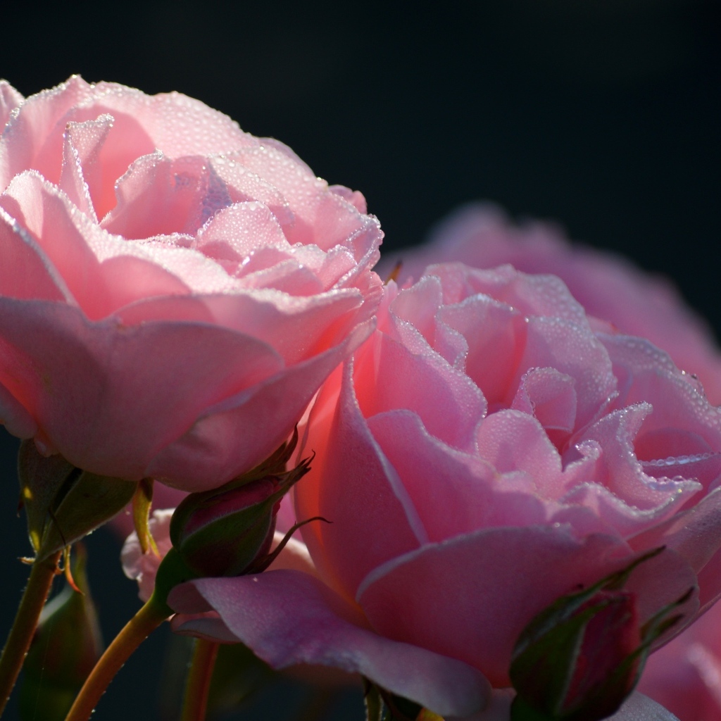 Розовые розы с бутонами в каплях росы крупным планом