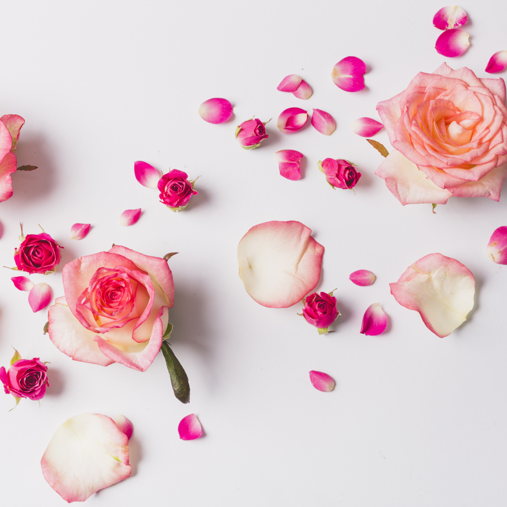 Розовые розы с лепестками на сером фоне