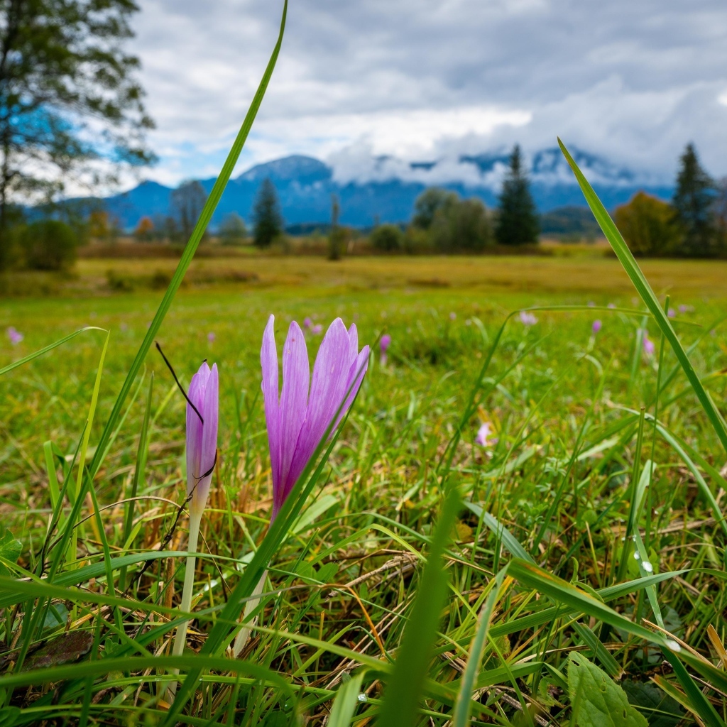 Розовые цветы шафрана на поле весной
