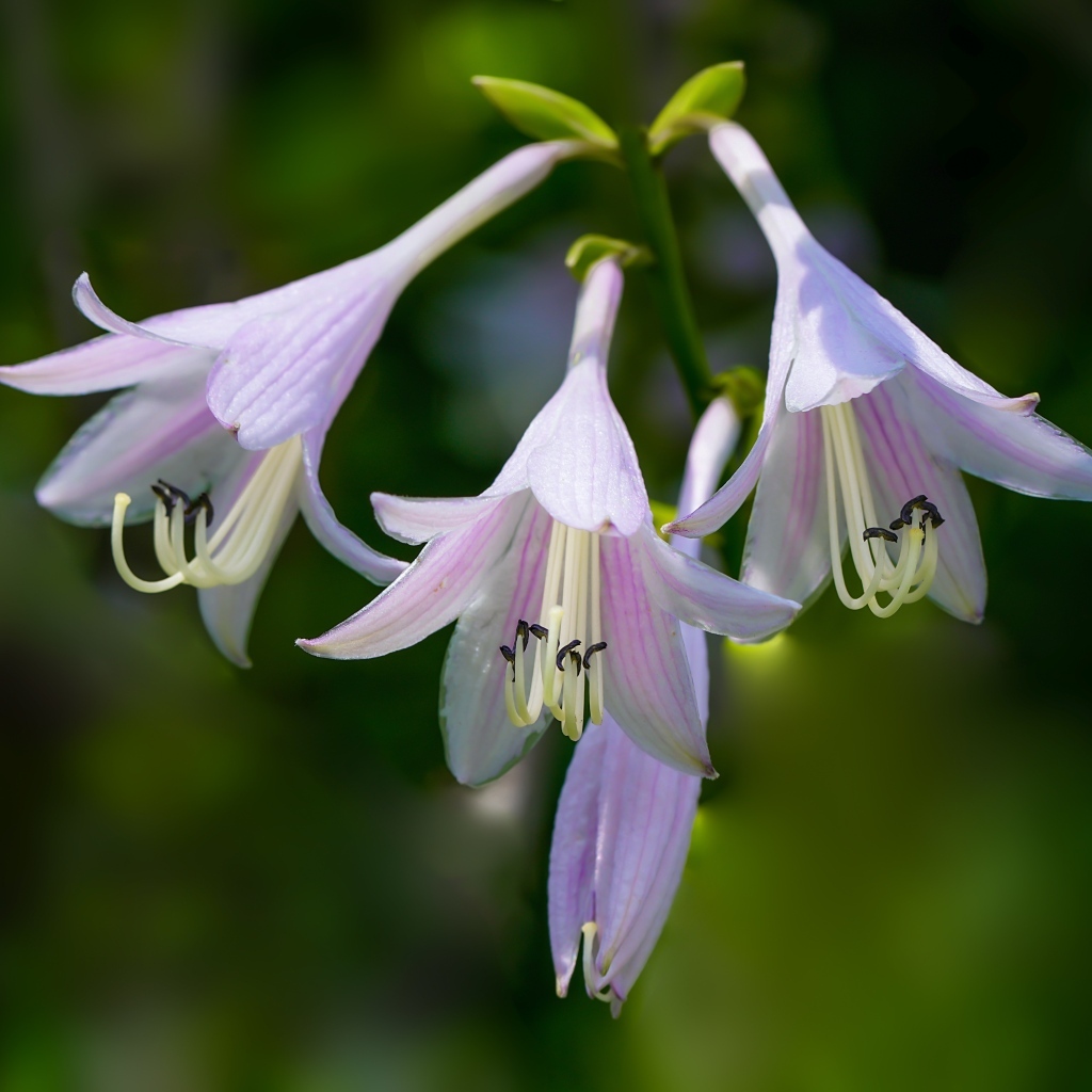 Розовые маленькие садовые лилии на ветке