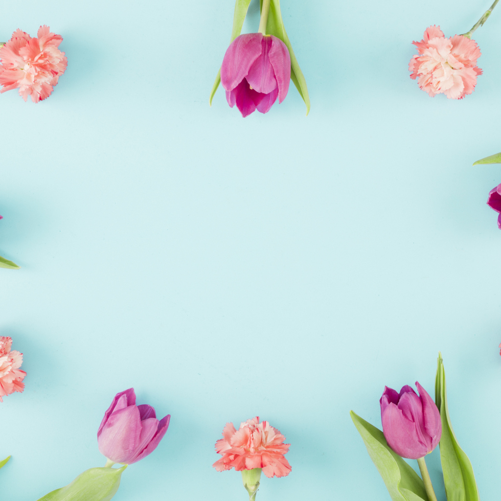 Розовые тюльпаны и гвоздики на голубом фоне, шаблон 