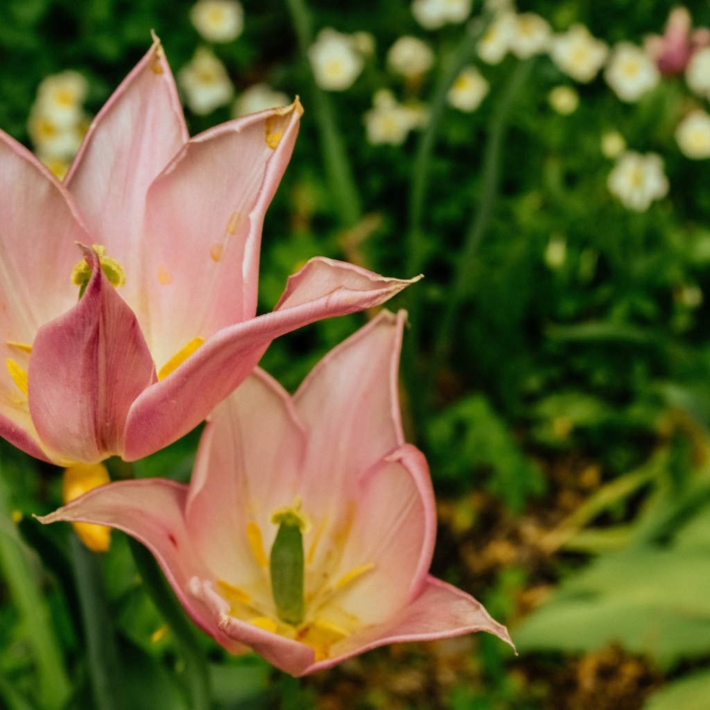 Розовые тюльпаны на клумбе крупным планом