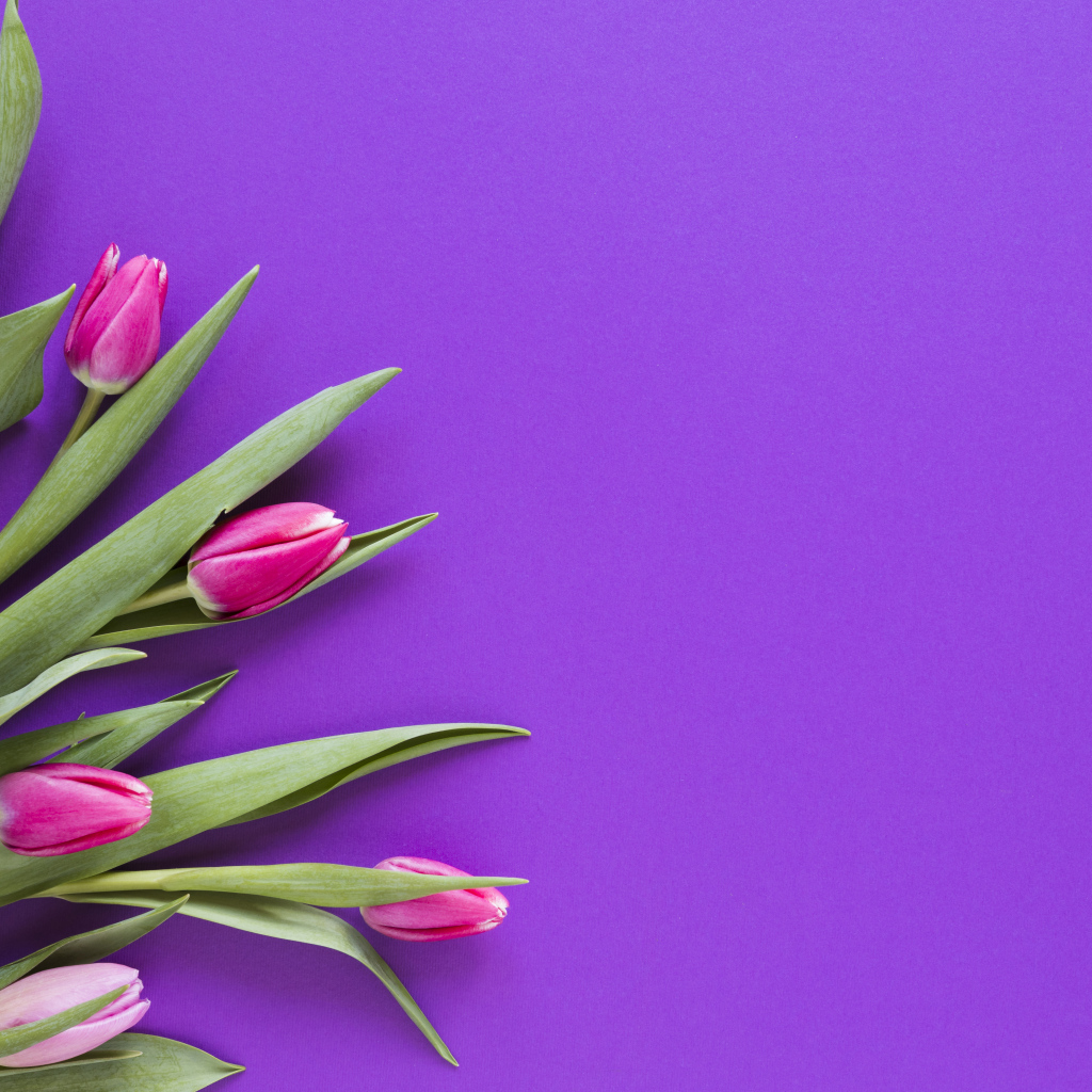Розовые тюльпаны на сиреневом фоне, шаблон 