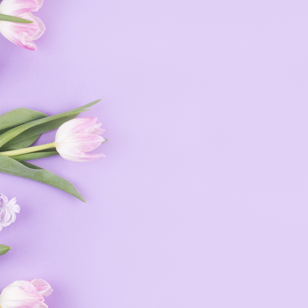 Розовые тюльпаны с гиацинтами на сиреневом фоне