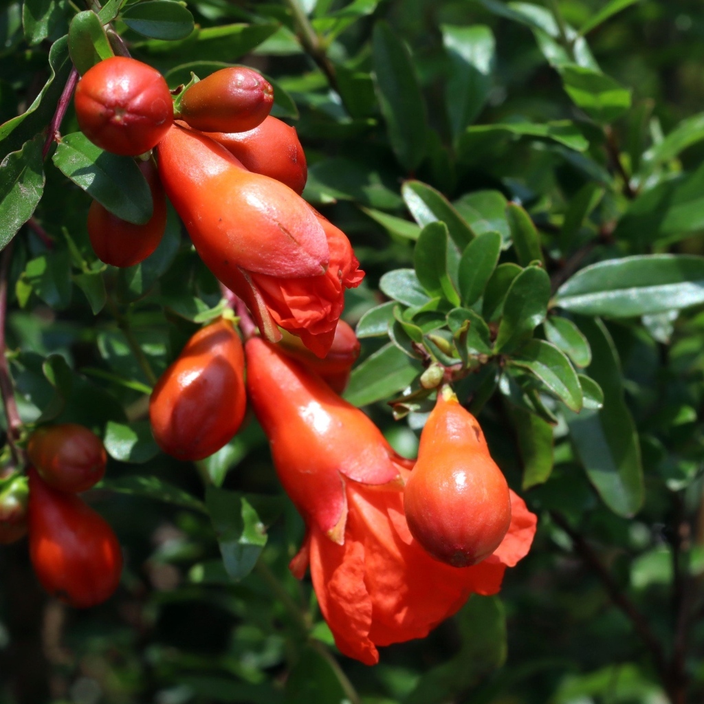 Цветы граната на ветке с зелеными листьями