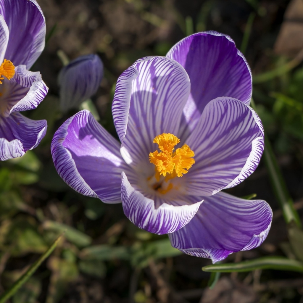 Фиолетовые и белые крокусы в лучах солнца