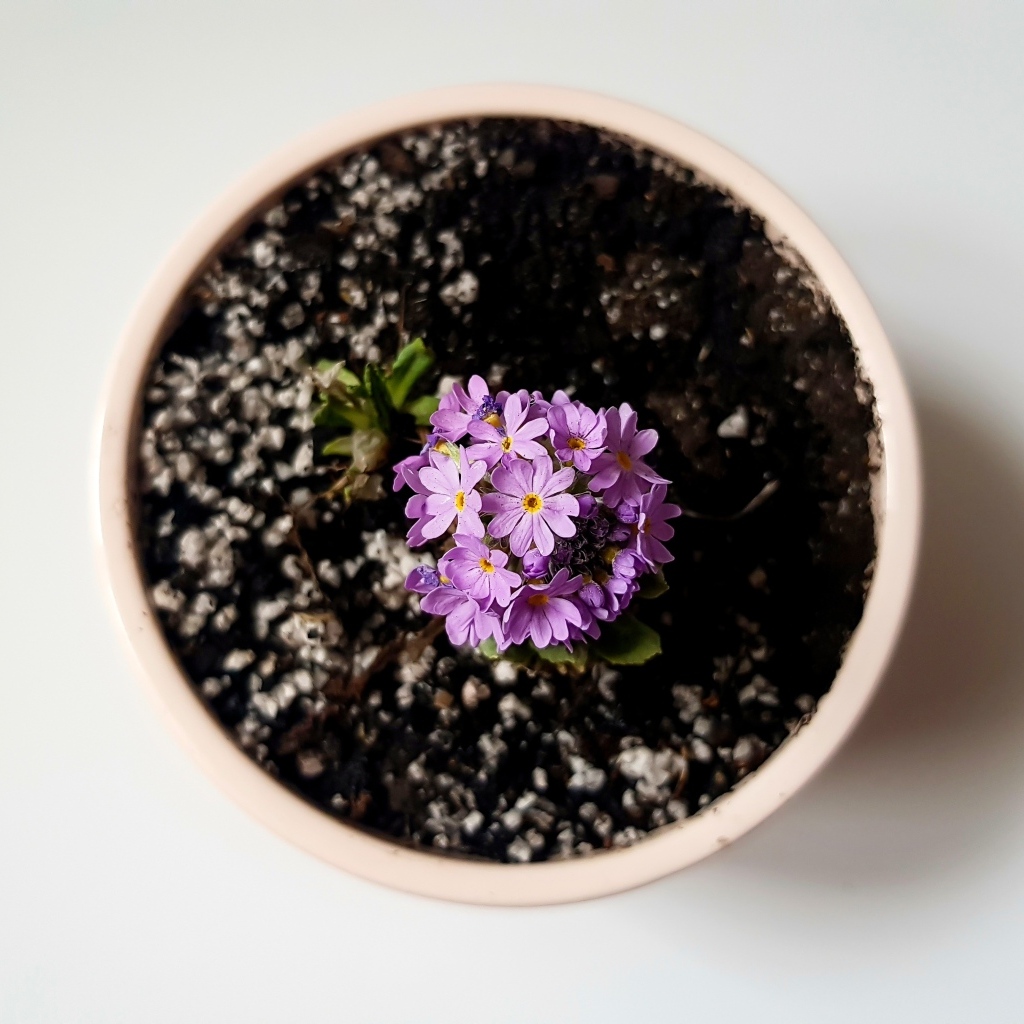 Фиолетовый цветок в горшке на сером фоне