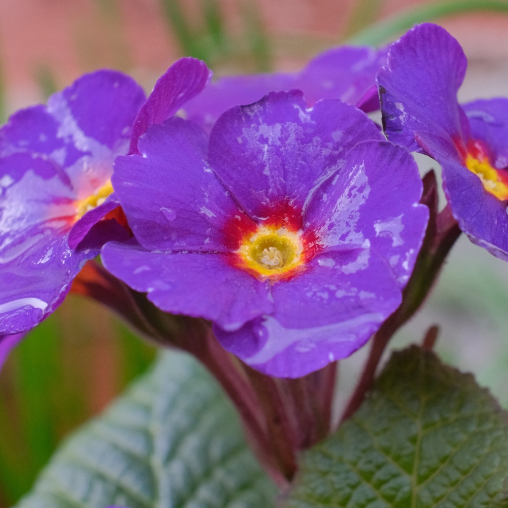 Фиолетовый комнатный цветок примула