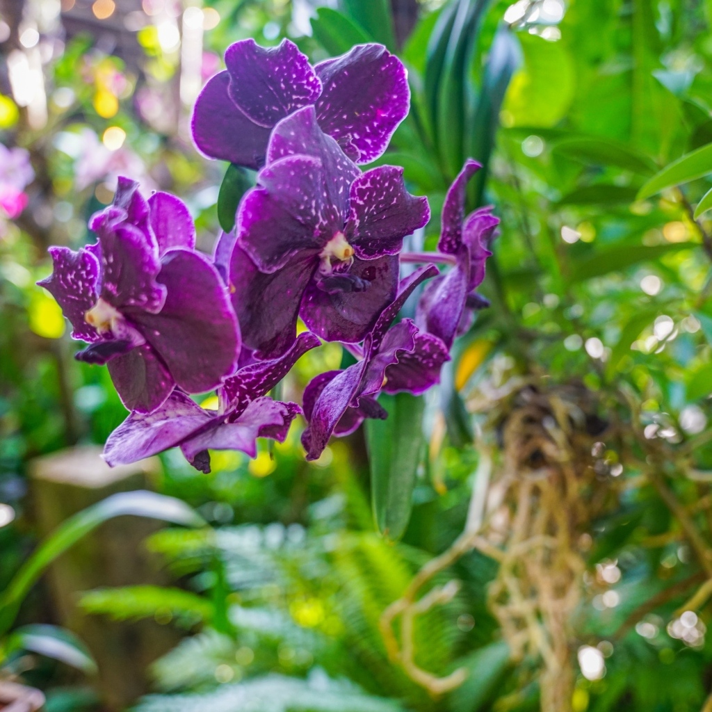 Фиолетовые цветы орхидеи в оранжереи