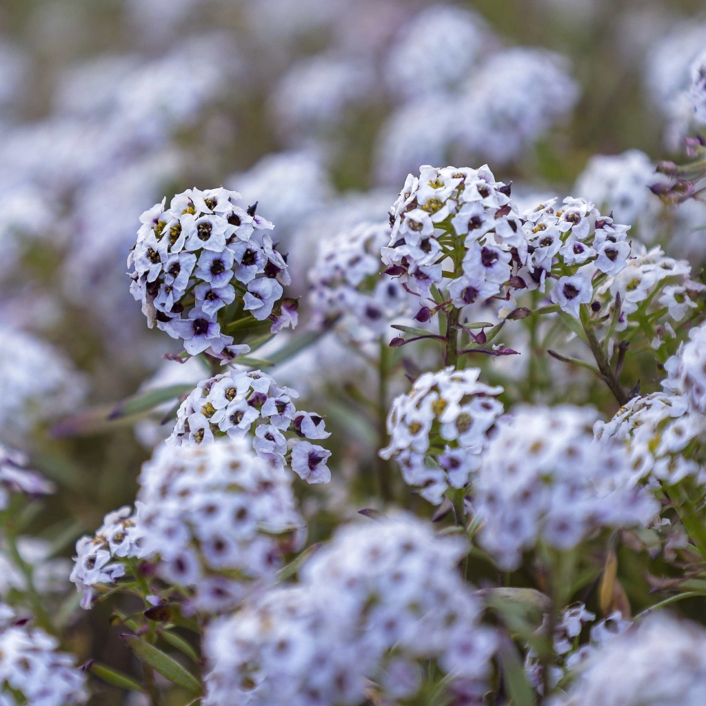 Фиолетовые цветы флокса на клумбе