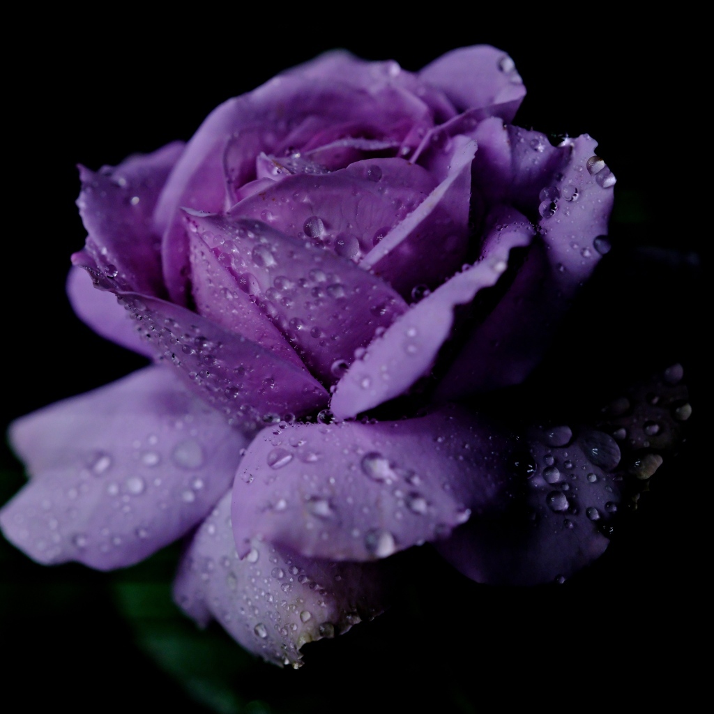 Фиолетовый цветок розы в каплях дождя