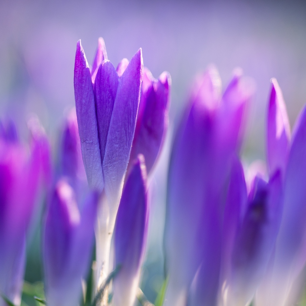 Фиолетовые весенние крокусы на клумбе