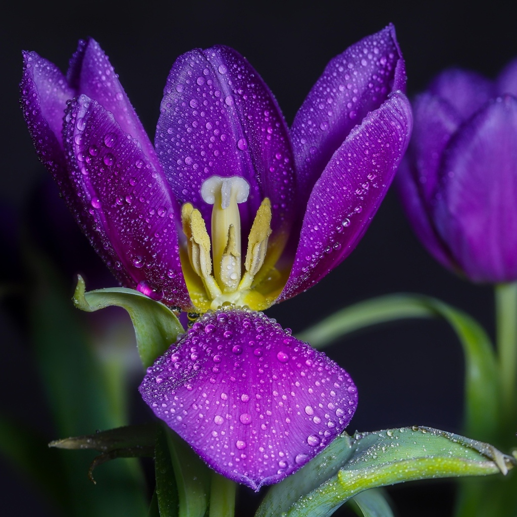 Фиолетовые тюльпаны в каплях воды