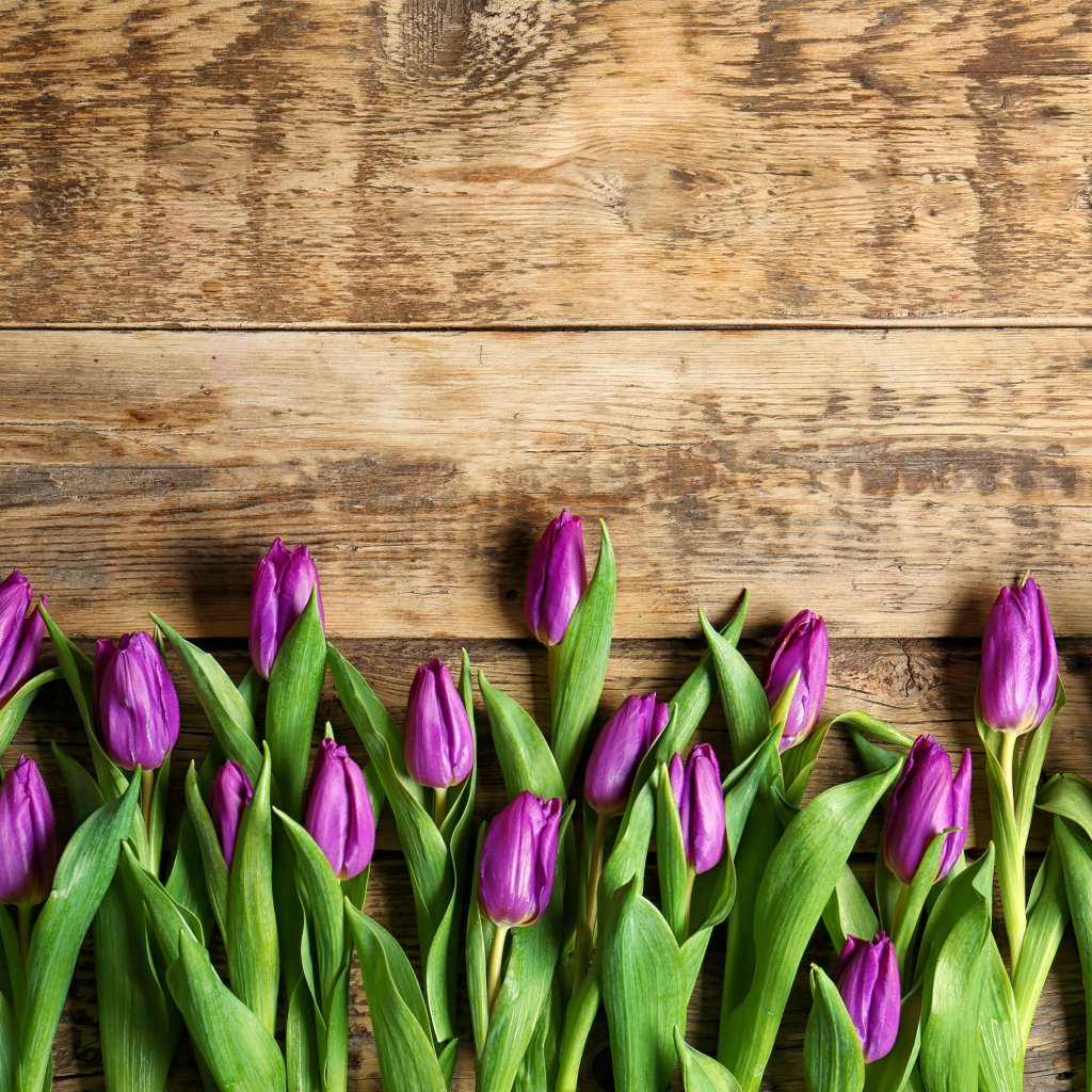 Фиолетовые тюльпаны на деревянном фоне